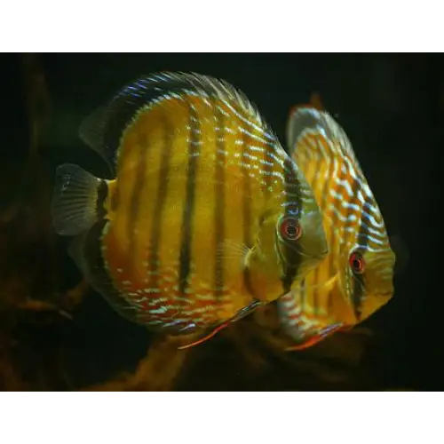 Green discus (wild)