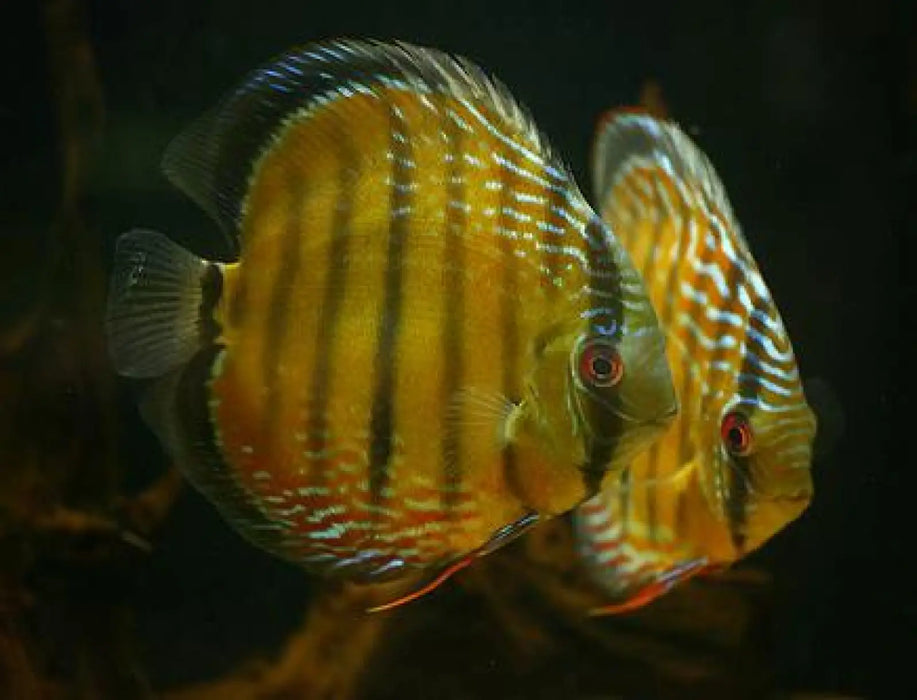 Green discus (wild)