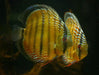 Green discus (wild)