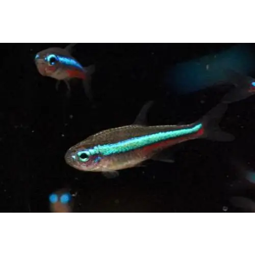 Green neon tetra - single (2-3cm) - livestock