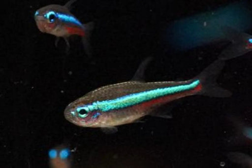 Green neon tetra - livestock
