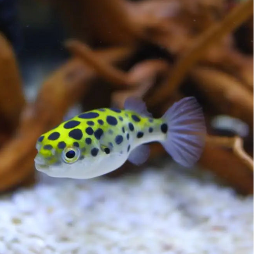 Green spotted puffer
