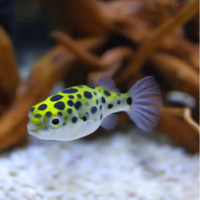 Green spotted puffer