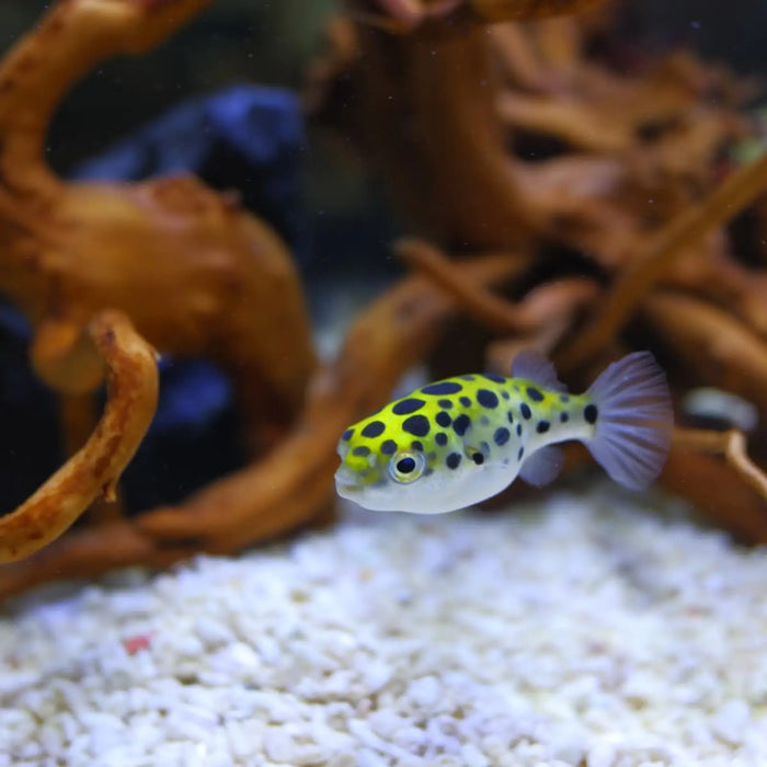 Green spotted puffer