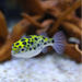 Green spotted puffer