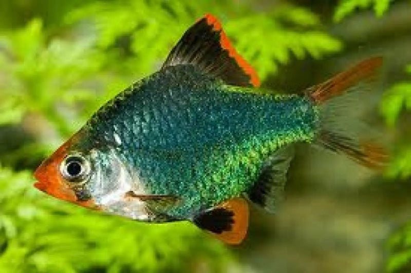 Green Tiger Barb - Topick Aquarium Canada