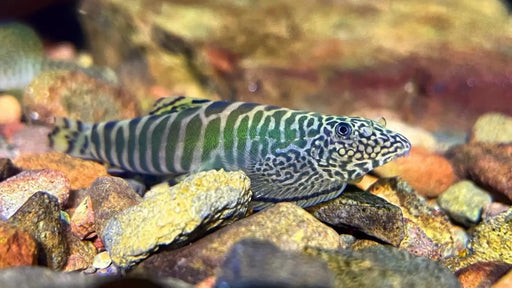 Green zebra loach