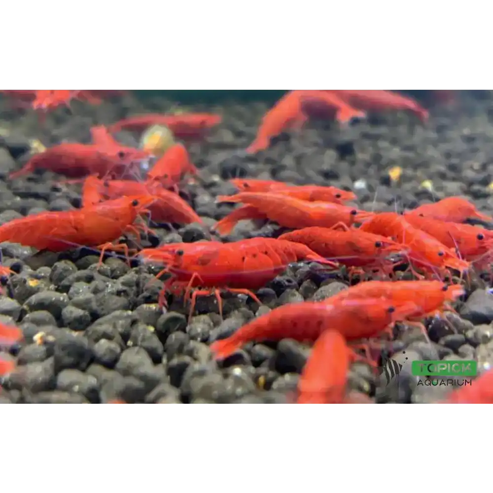 Bloody mary shrimp - livestock