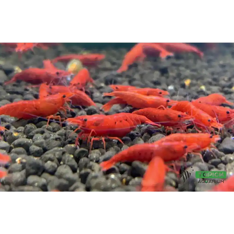 Bloody mary shrimp - livestock