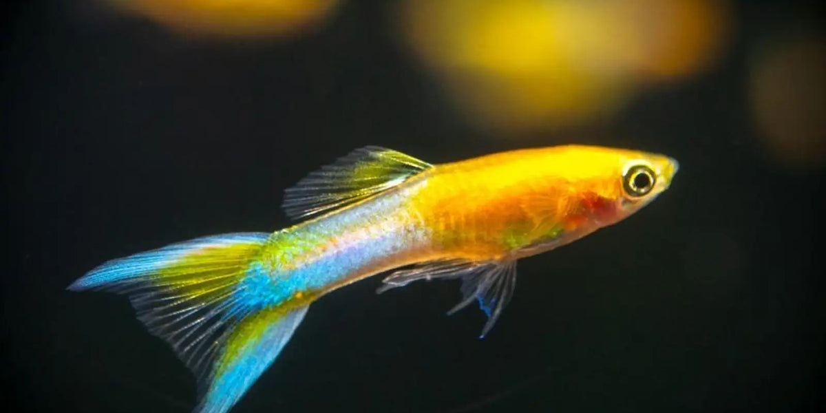 Topick Aquarium - Guppy Japan Blue