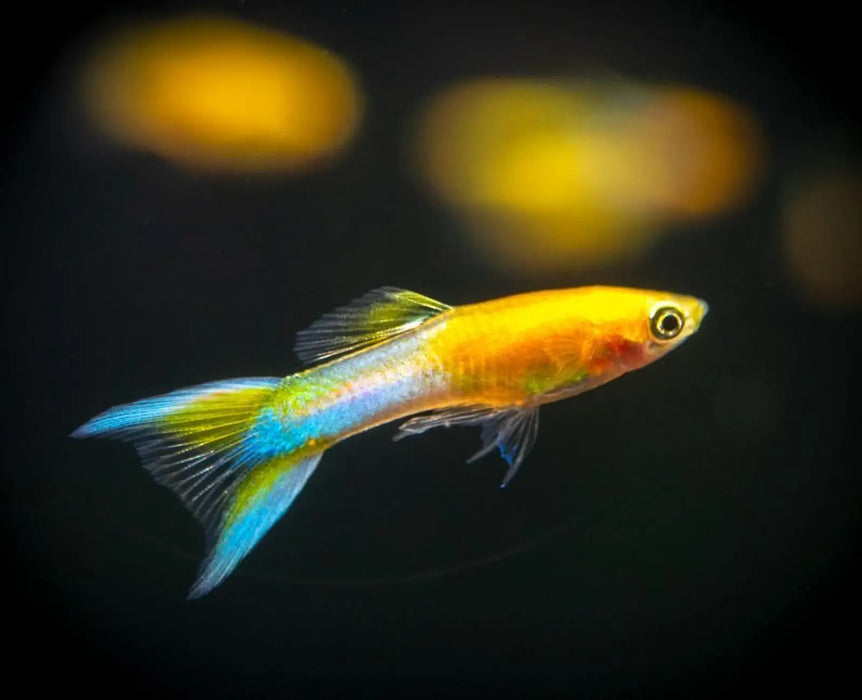 Guppy japan blue - livestock