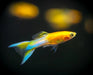 Guppy japan blue - livestock
