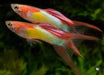 Guppy japan red - livestock