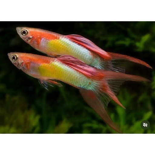 Guppy japan red - livestock