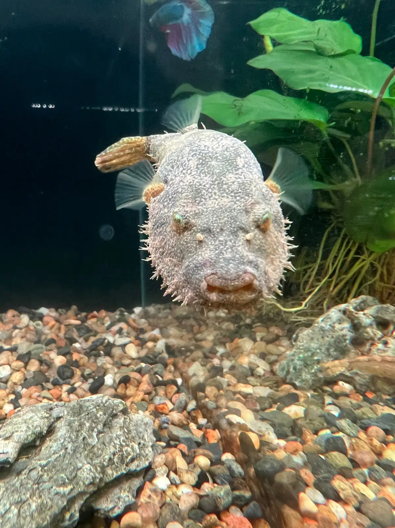 Hairy Puffer - Topick Aquarium Canada