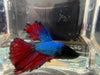 Half moon betta - #1007 - livestock