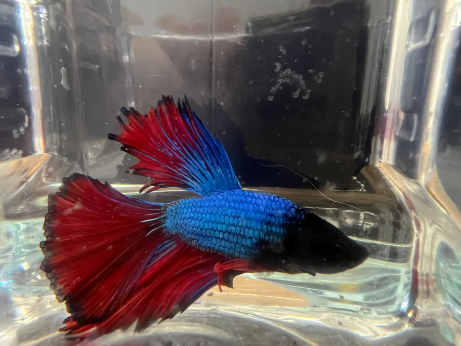 Half moon betta - #1007 - livestock