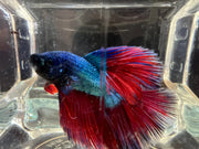 Half moon betta - #1008 - livestock