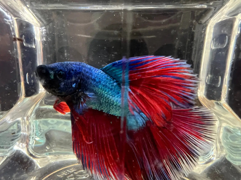 Half moon betta - #1008 - livestock