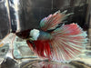 Half moon betta - #1009 - livestock