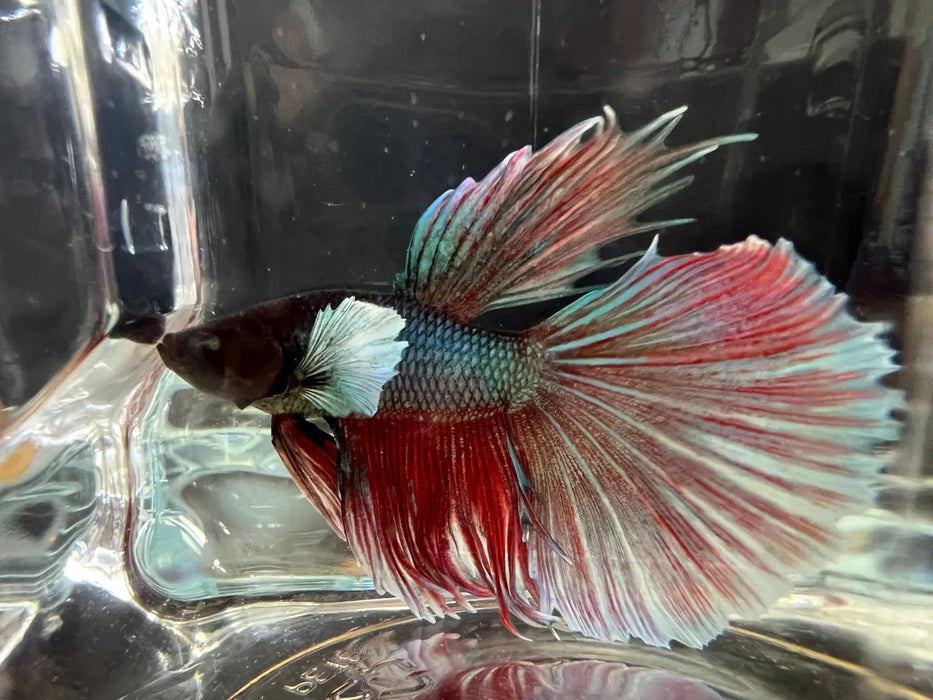Half moon betta - #1009 - livestock