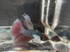 Half moon betta - #1010 - livestock