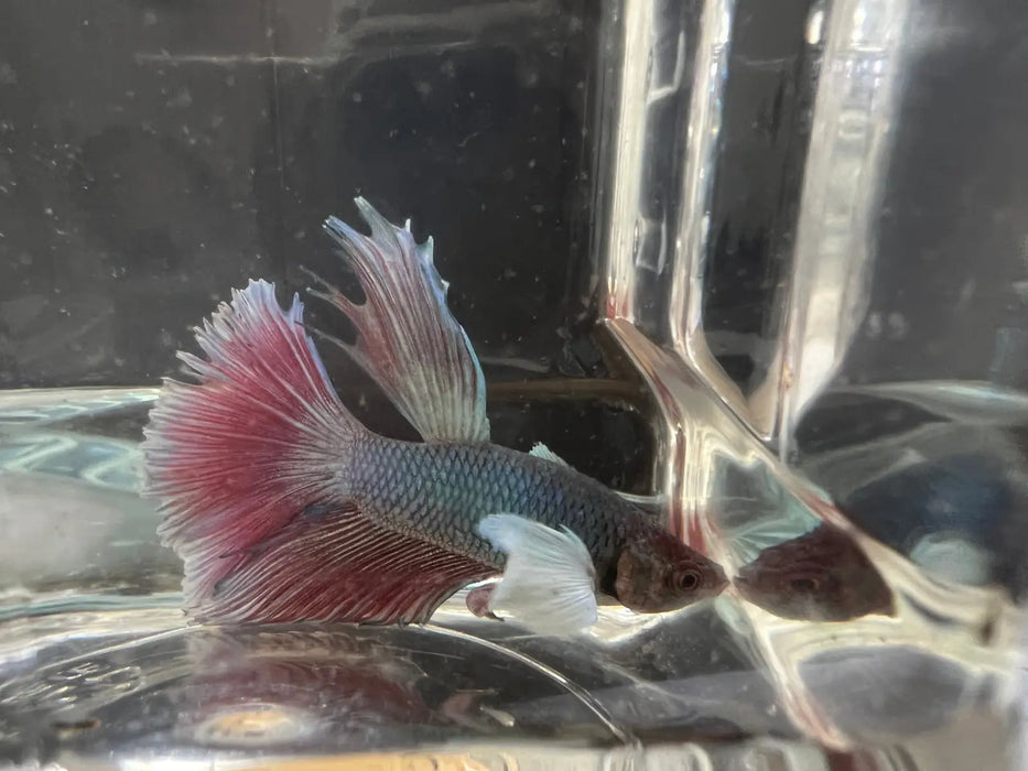 Half moon betta - #1010 - livestock