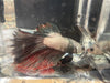 Half moon betta - #1011 - livestock