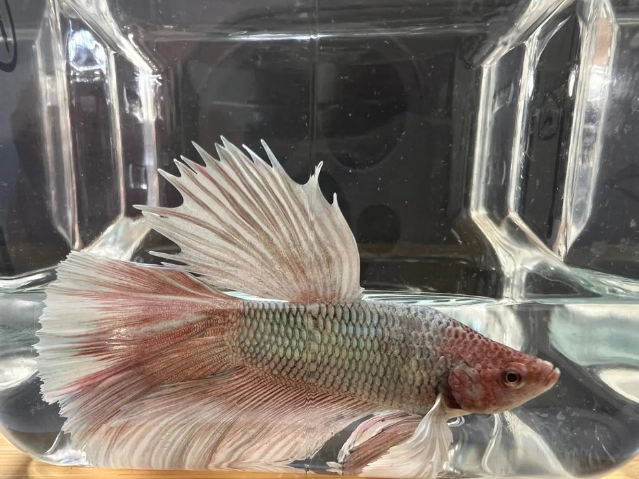 Half moon betta - #1012 - livestock
