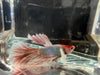 Half moon betta - #1013 - livestock