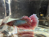 Half moon betta - #1014 - livestock