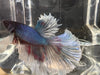 Half moon betta - #1015 - livestock