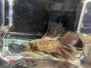 Half moon betta - #1016 - livestock