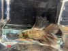 Half moon betta - #1016 - livestock