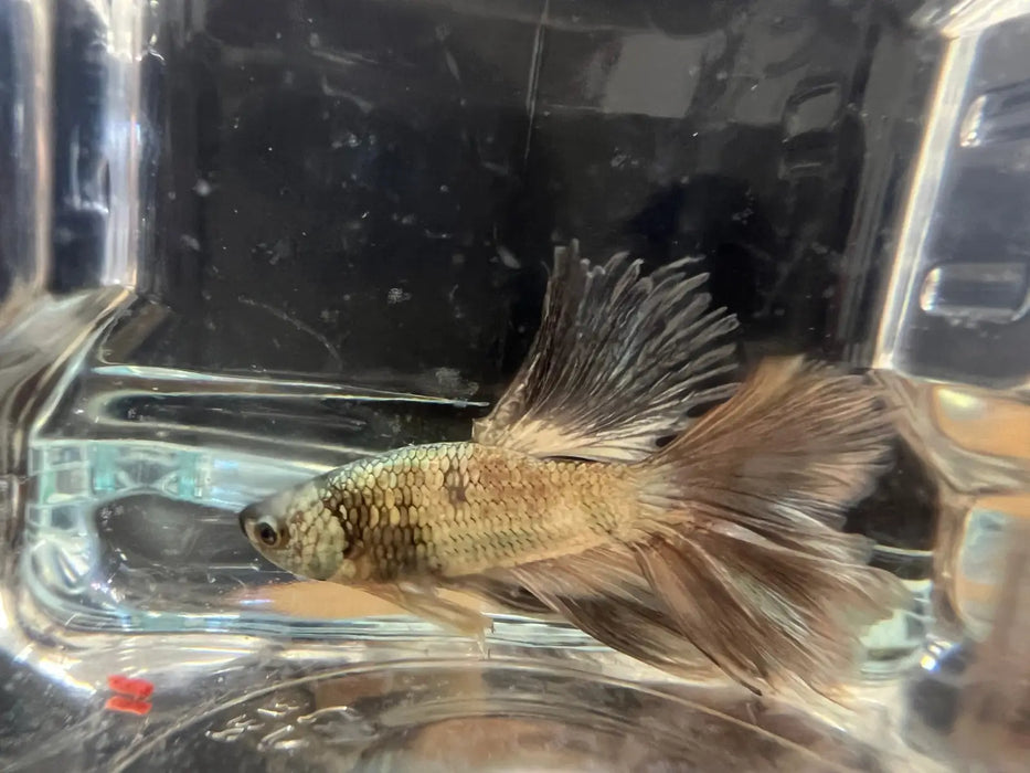 Half moon betta - #1016 - livestock