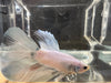Half moon betta - #1017 - livestock