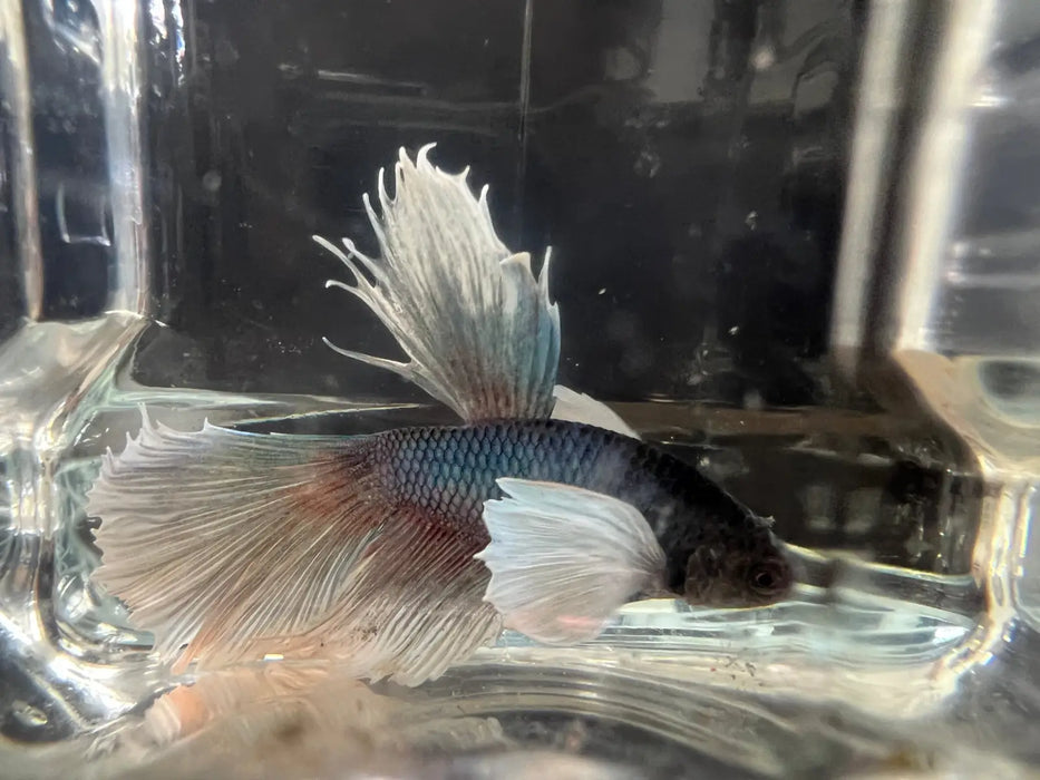 Half moon betta - #1018 - livestock