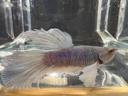 Half moon betta - #1019 - livestock