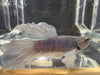 Half moon betta - #1019 - livestock