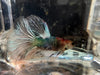 Half moon betta - #1020 - livestock