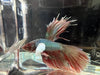 Half moon betta - #1021 - livestock