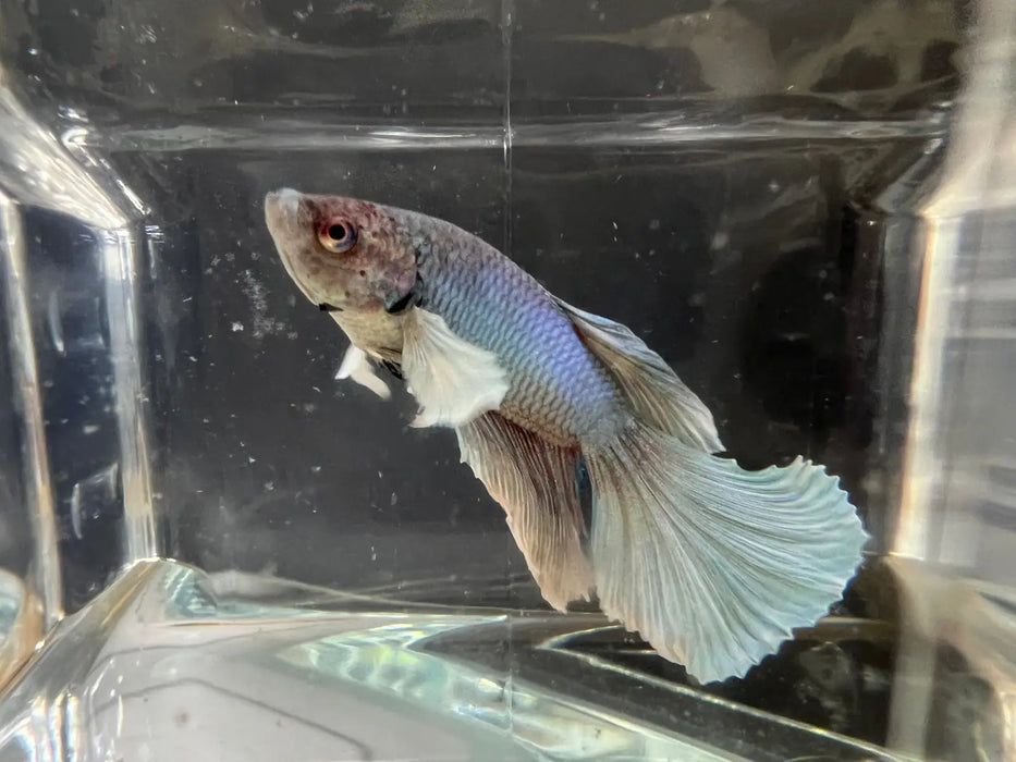 Half moon betta - #1022 - livestock