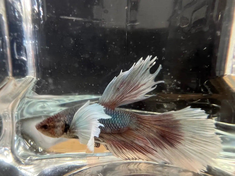 Half moon betta - #1023 - livestock