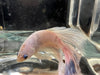 Half moon betta - #1024 - livestock