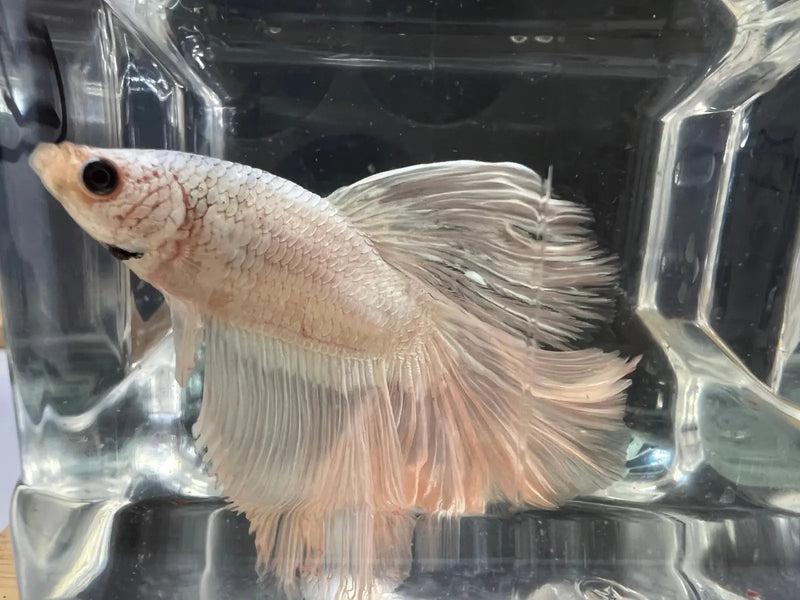 Half moon betta - #1025 - livestock