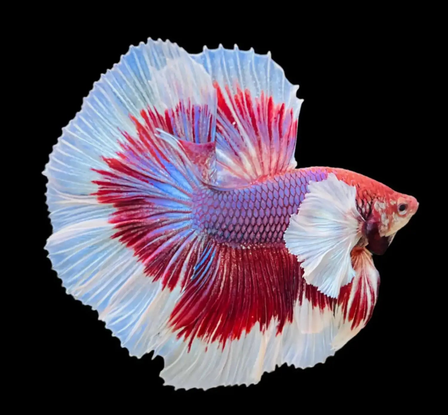 Half moon betta - livestock