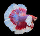 Half moon betta - livestock
