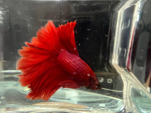 Half moon betta - livestock
