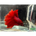Half moon betta - livestock