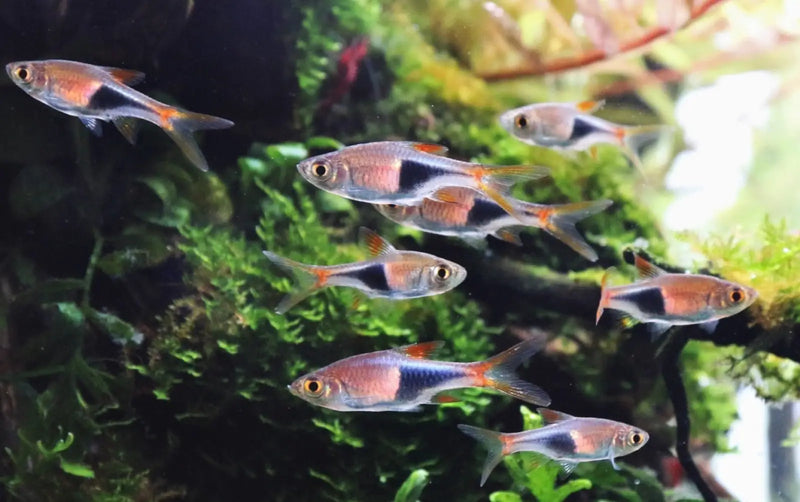 Harlequin Rasbora - Topick Aquarium Canada